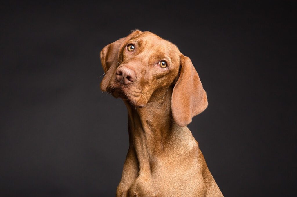 Endoscopia Veterinária